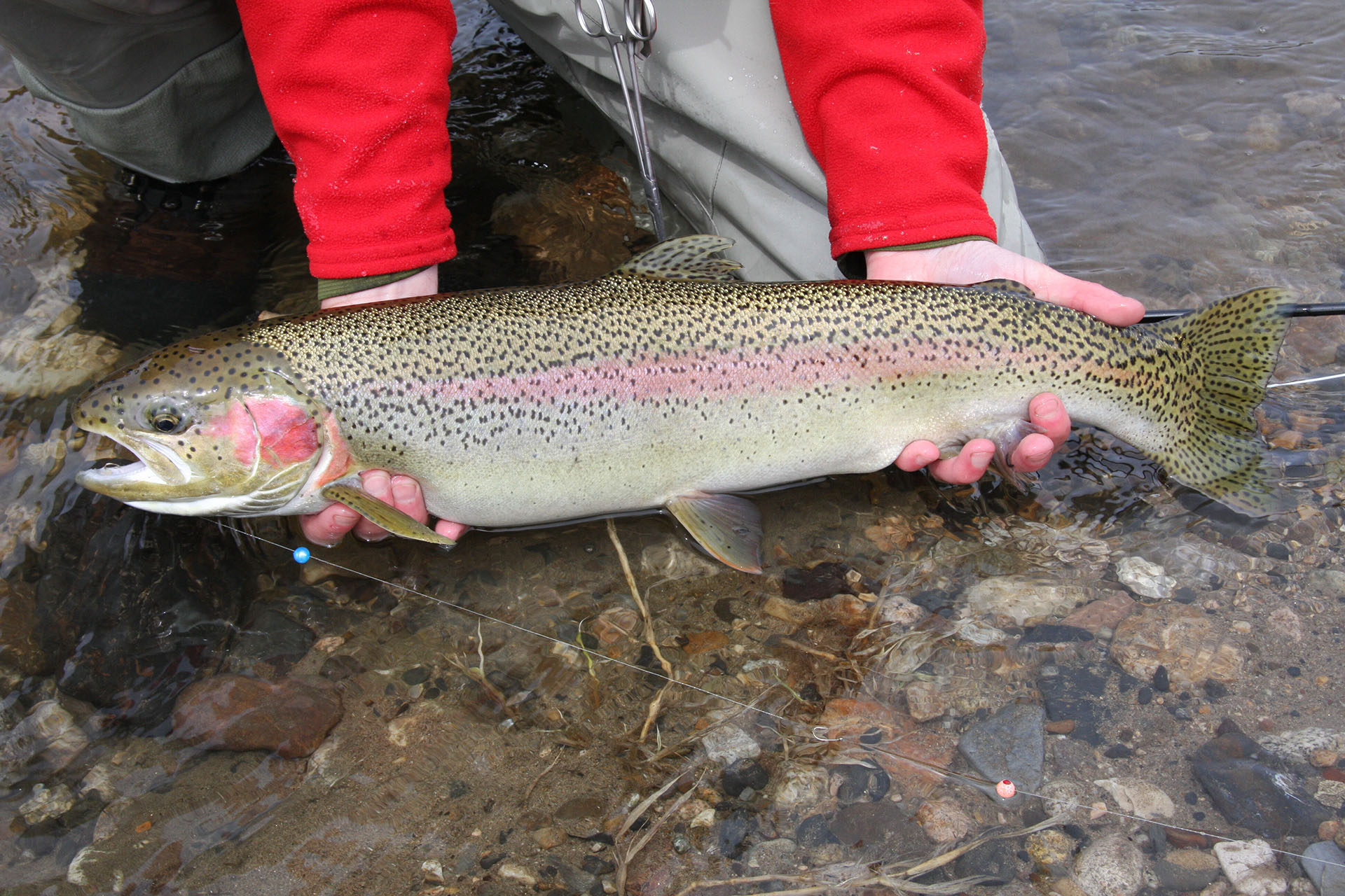 person holding trout in a river