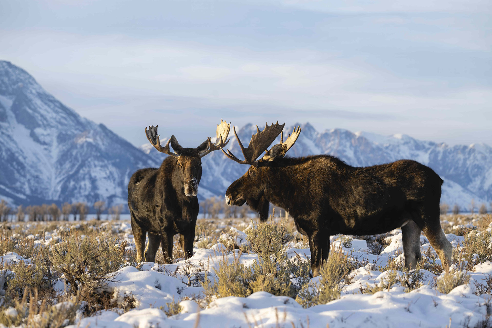 two moose in a snowy field