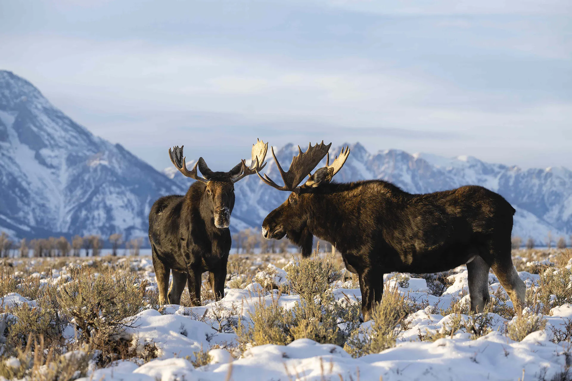 two moose in a snowy field